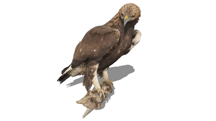 Eagle