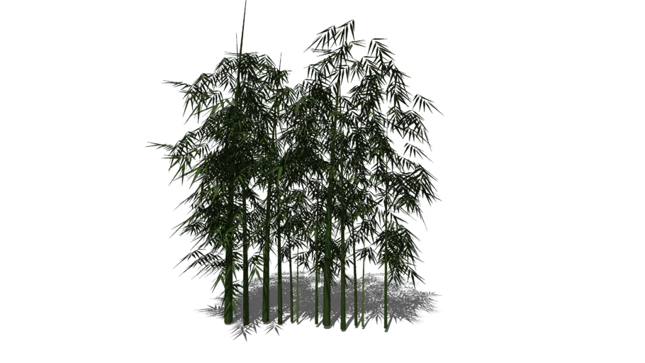 Bamboo plant