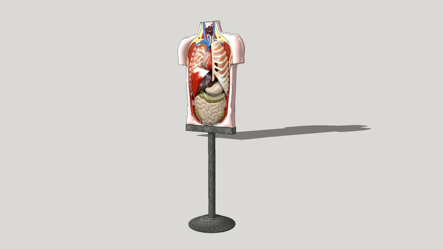 Layout of the human body, Mock body, макет | 3D Warehouse