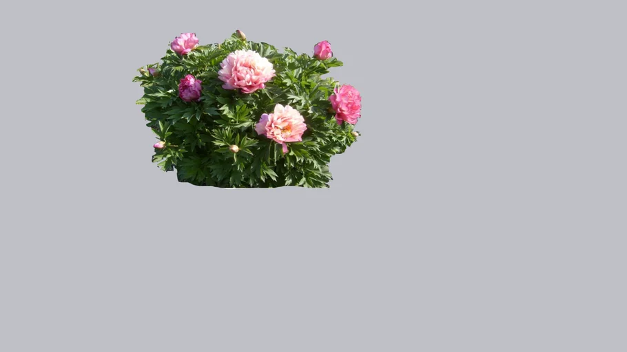peonia piwonia flower