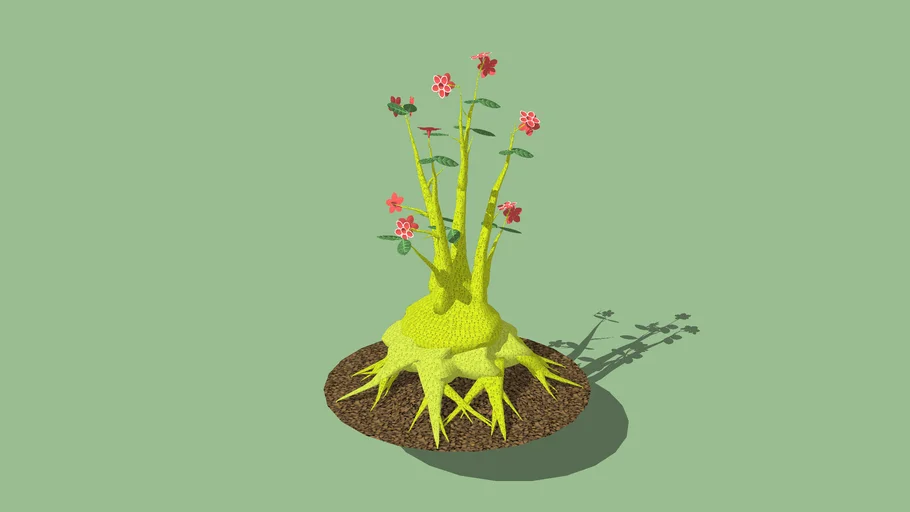 rosa do deserto(adenium obesum)
