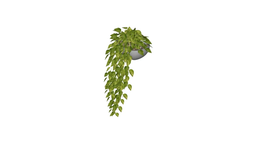 Potted Plant