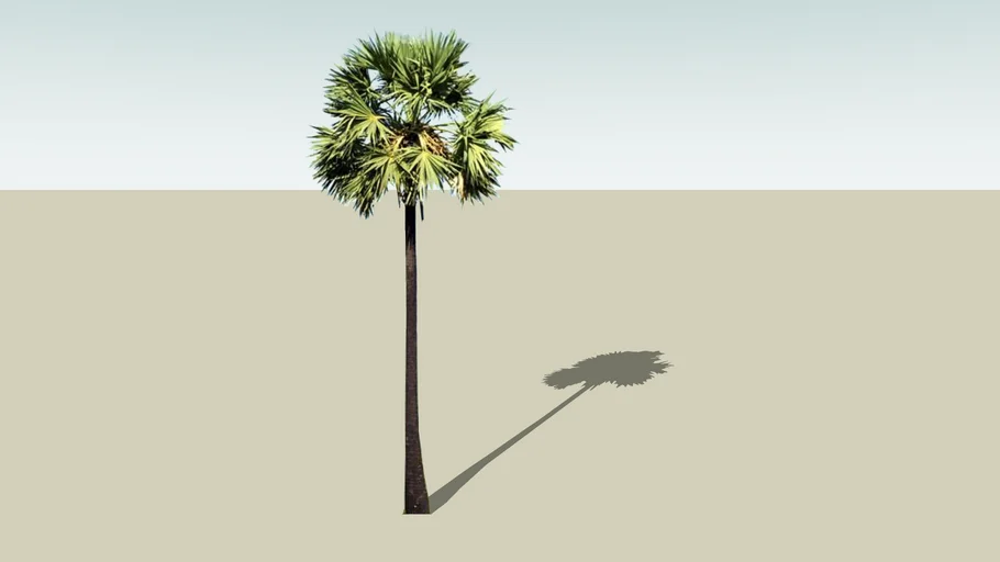 Palmyra Palm (Borassus flabellifer)