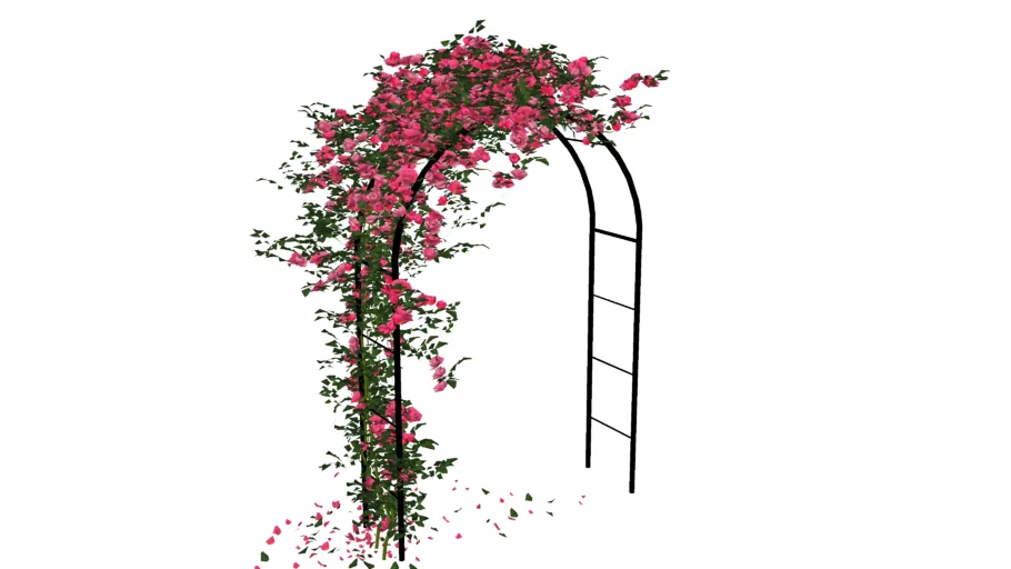 Hoa hong, rose, flower