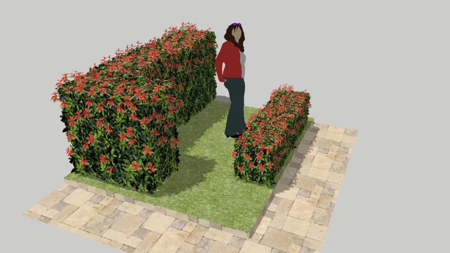 siepe Photinia Xfraseri Red Robin - 2 grandezze   - LOW HEDGE