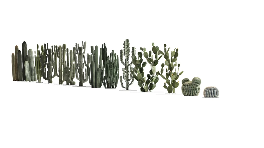 Big 2D Cactus Collection | 3D Warehouse