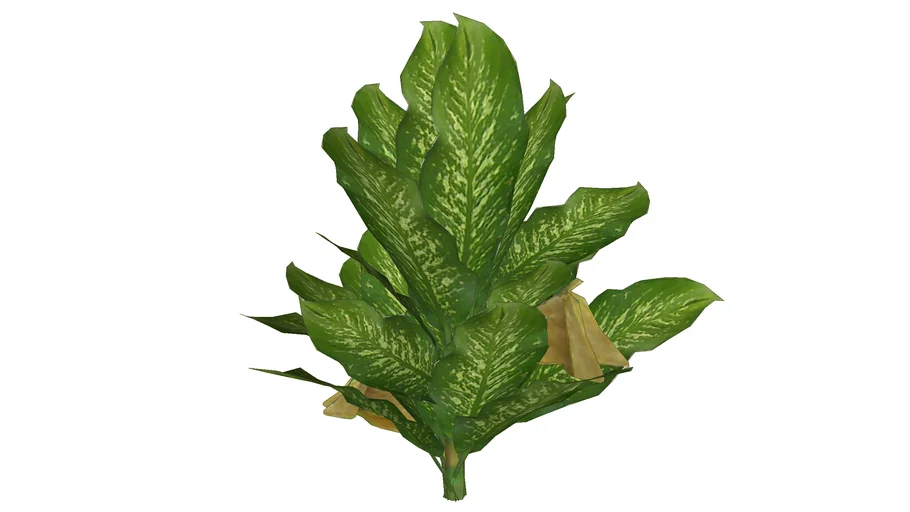 VEGETAÇÃO - ARBUSTO 13