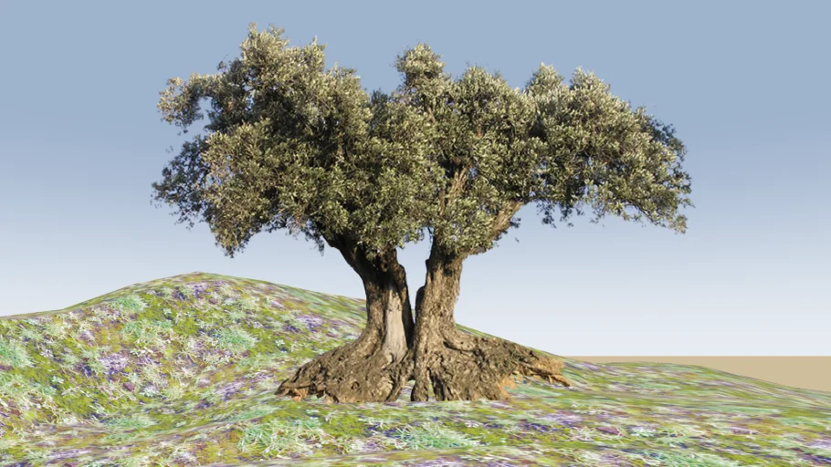 Olivo (Olive tree)