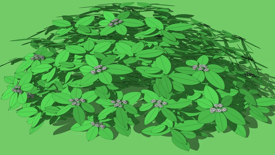 Shrub