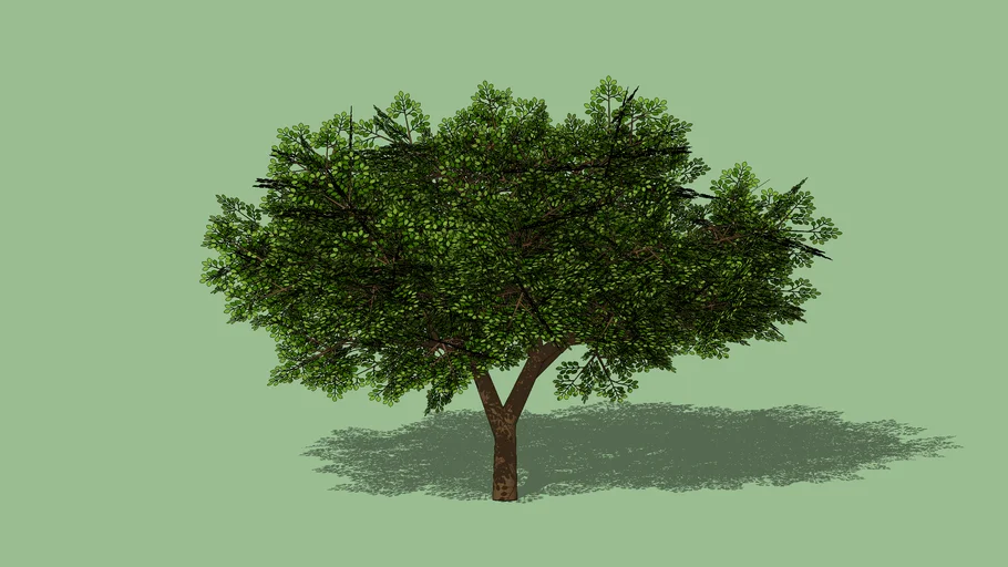 Robinia pseudoacacia
