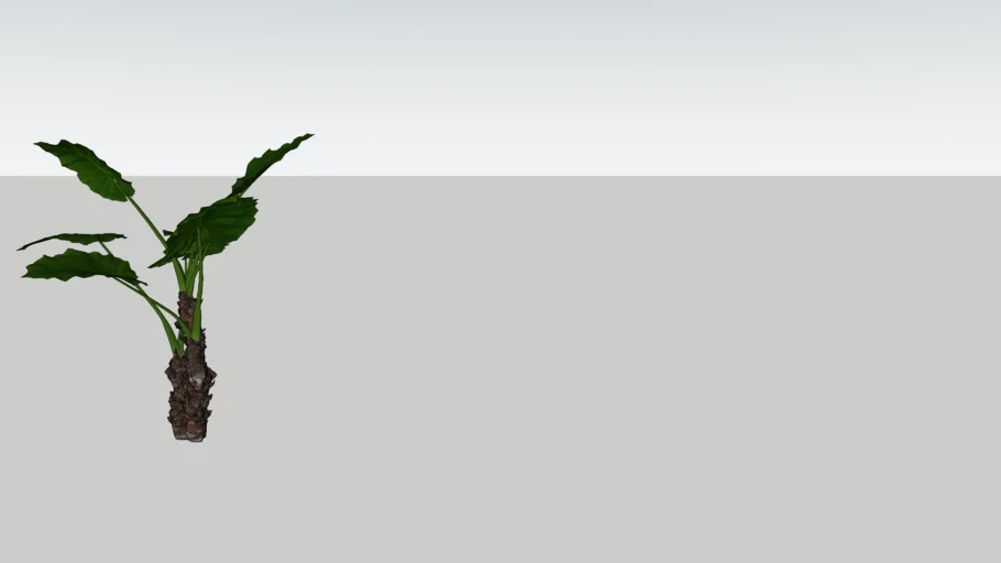 Alocasia macrorrhiza