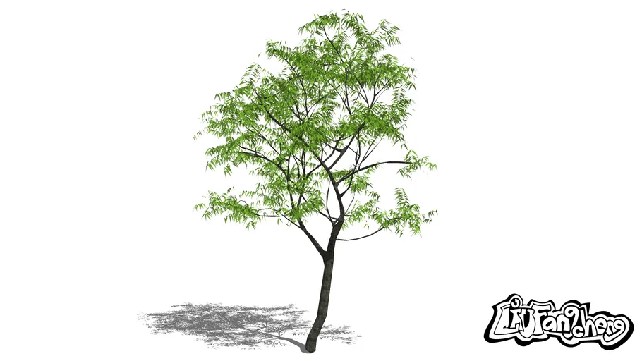 Arbol