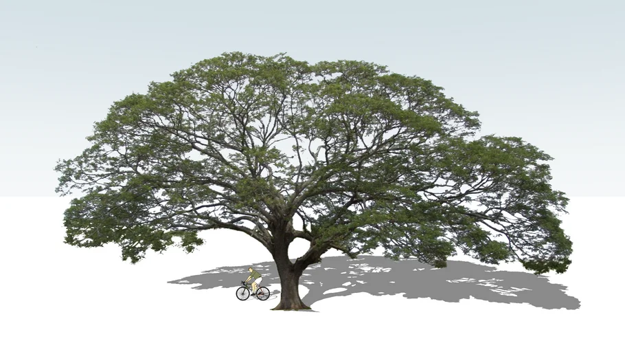 Acacia Tree