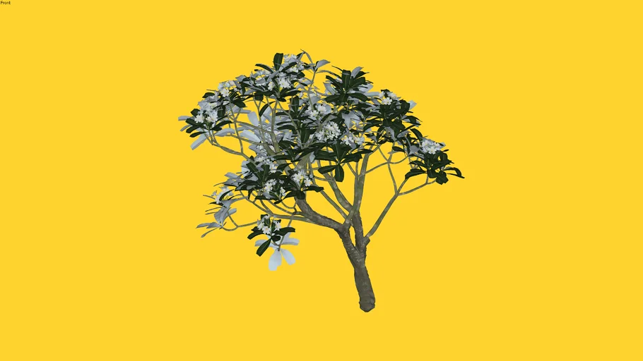 Kebun3D - Plumeria Obtusa v5