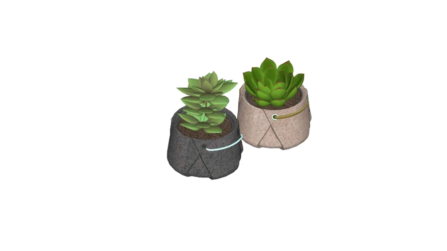 SUCULENTAS