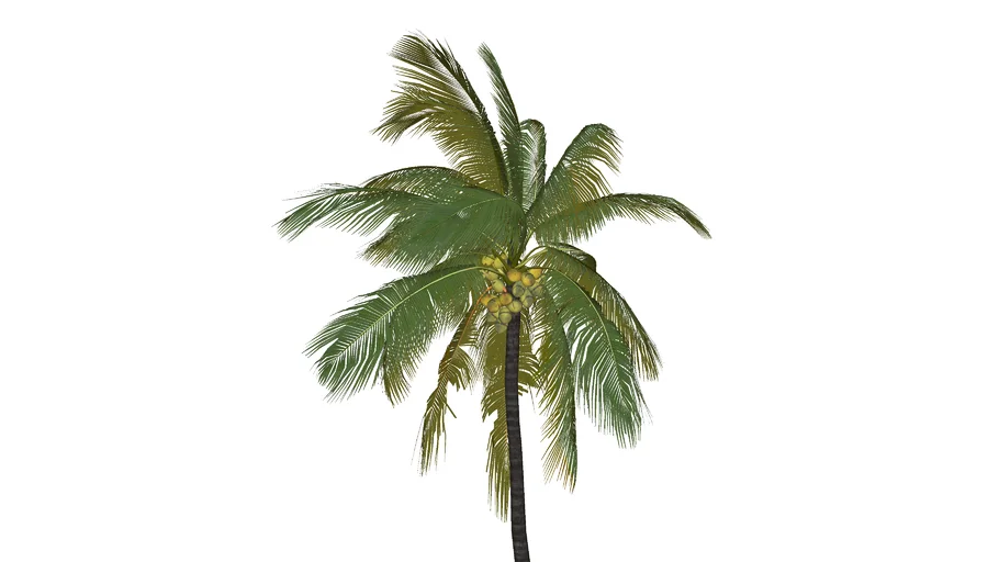 Paisagismo_Palmeira_Coco nucifera 02 (Com coco)