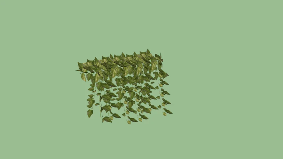 Enredadera 2
