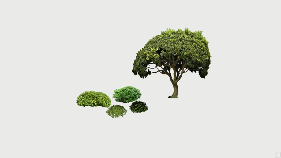 Pittosporum Tobira Plants