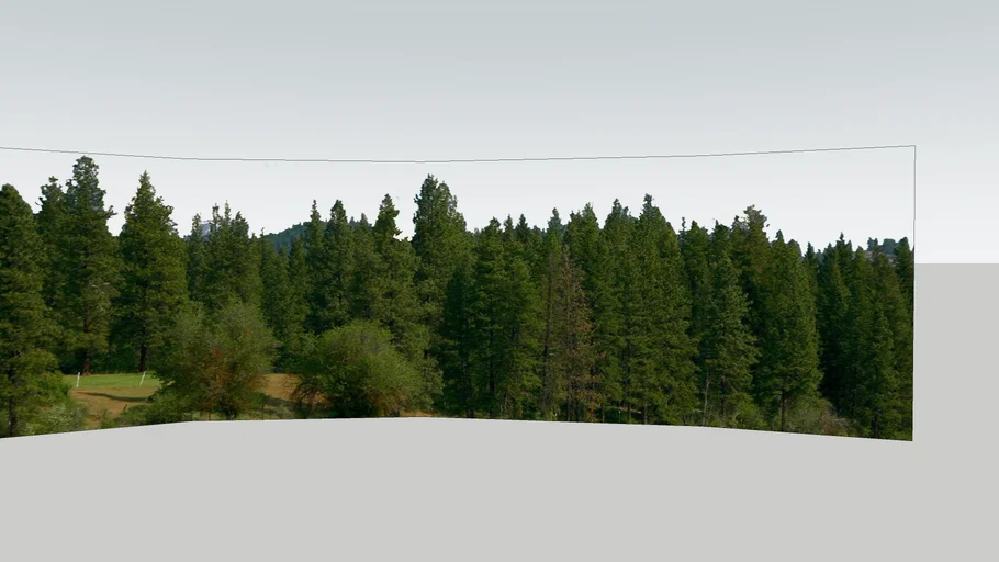 Forest background