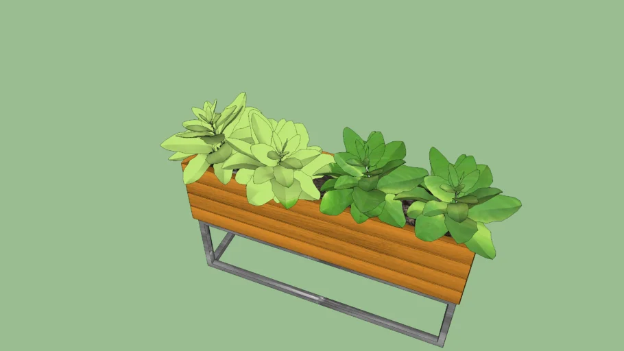 Indoor Plant
