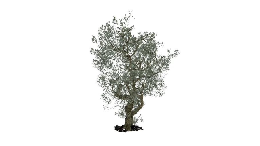 Arbol de Olivo