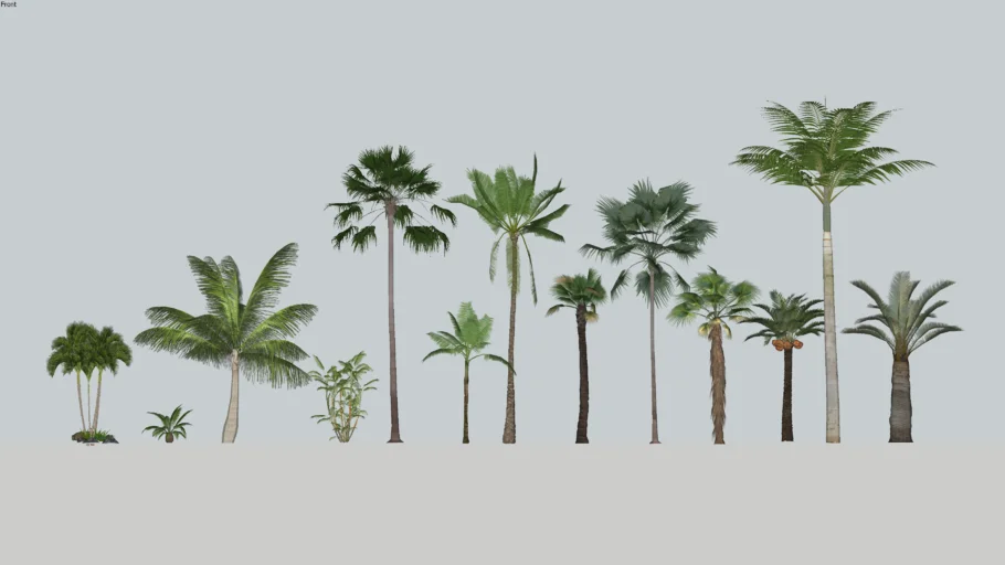 Palm