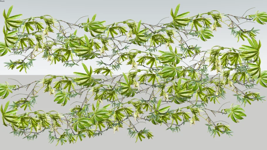 Passiflora 3D climbing plant