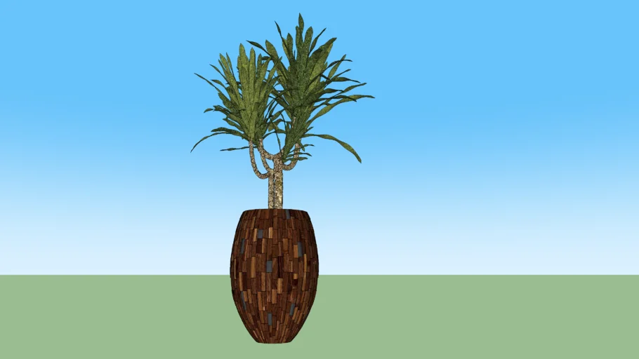 PLANT DRACENA