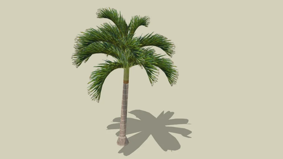 Palm tree