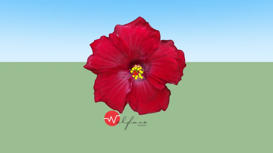 Flor de Hibisco - Hibiscus flower