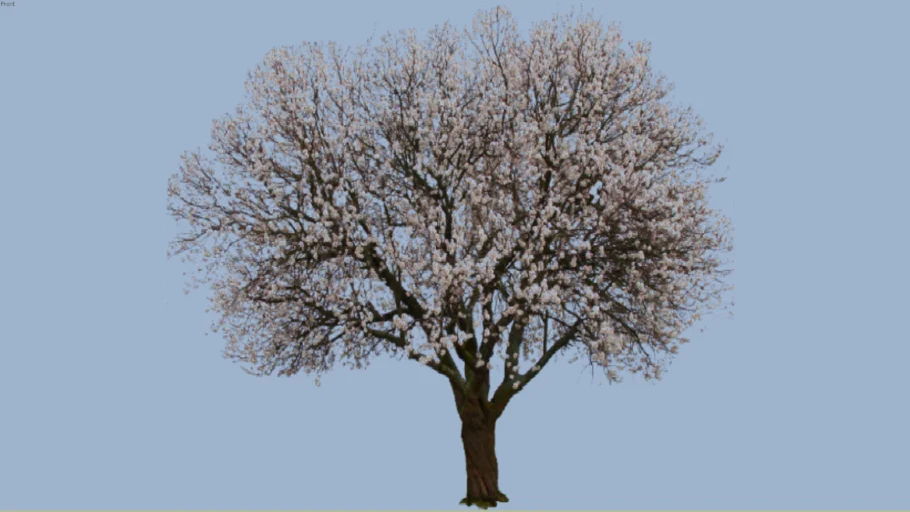 almond tree