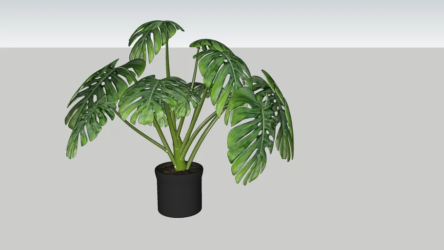 Plant in pot
