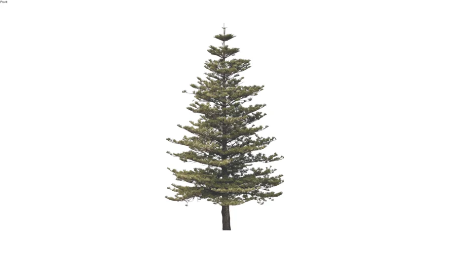 Norfolk Island Pine - 2D Tree