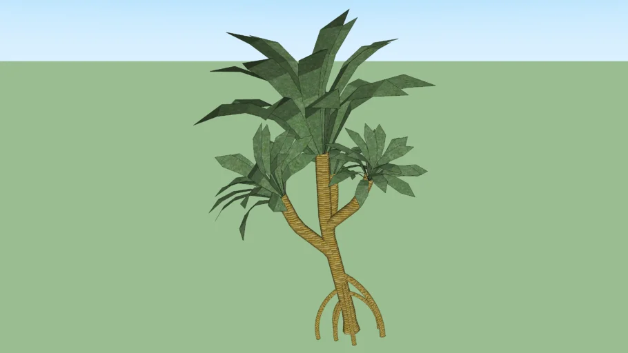 Dracena