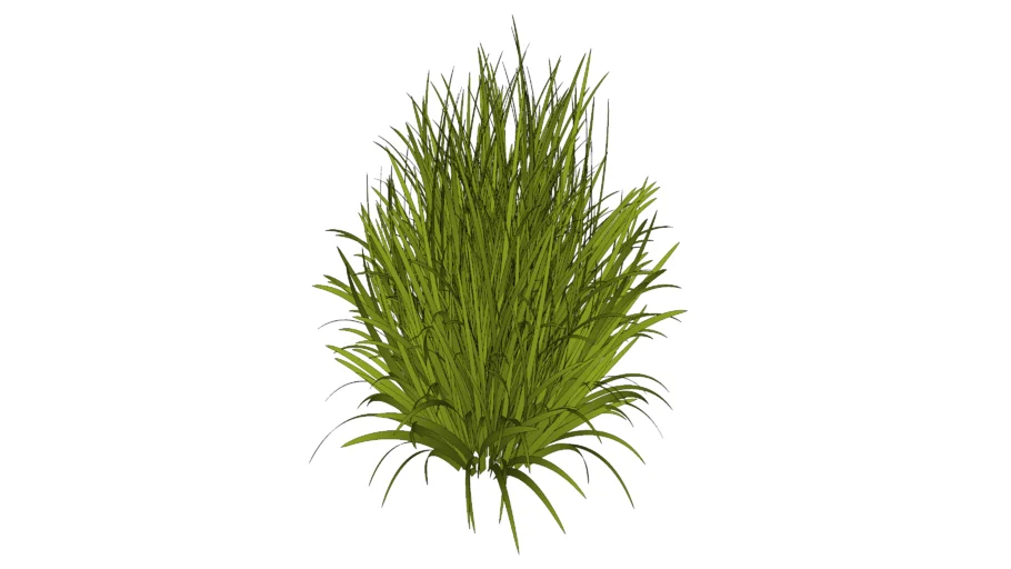 Arbusto