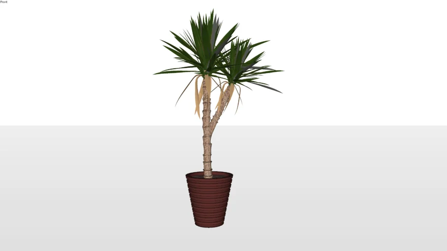 Yucca Plant Balika Homes