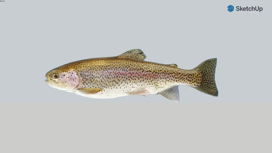 Animals - Rainbow trout