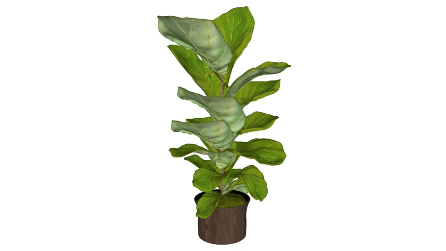 Potted plant