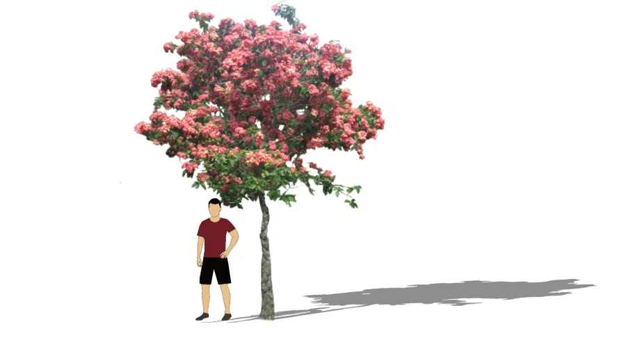 Mussaenda tree pink flower