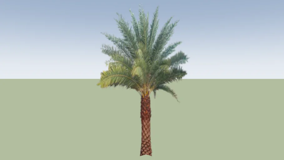 Sylvester Date Palm Tree