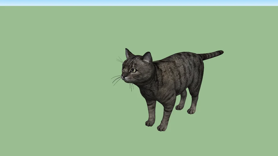 CAT  CLINIC