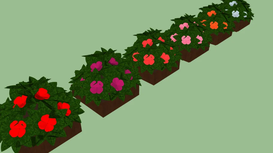 Impatiens, beijo-pintado