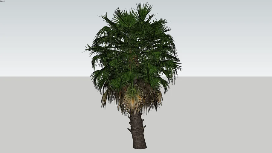 Palm tree khmer