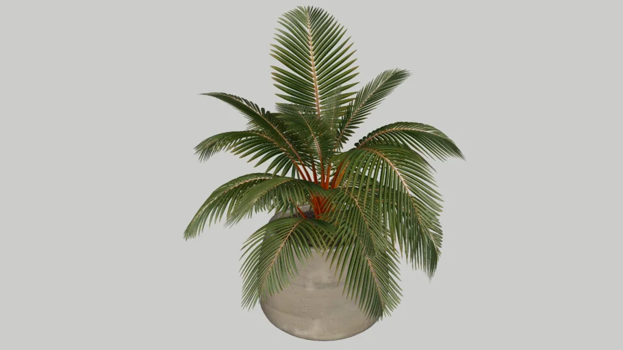 Coconut Palm Tree Red Indoor