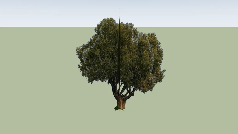 Olivo png
