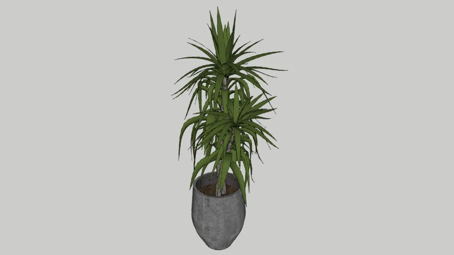Planta Maceta interior