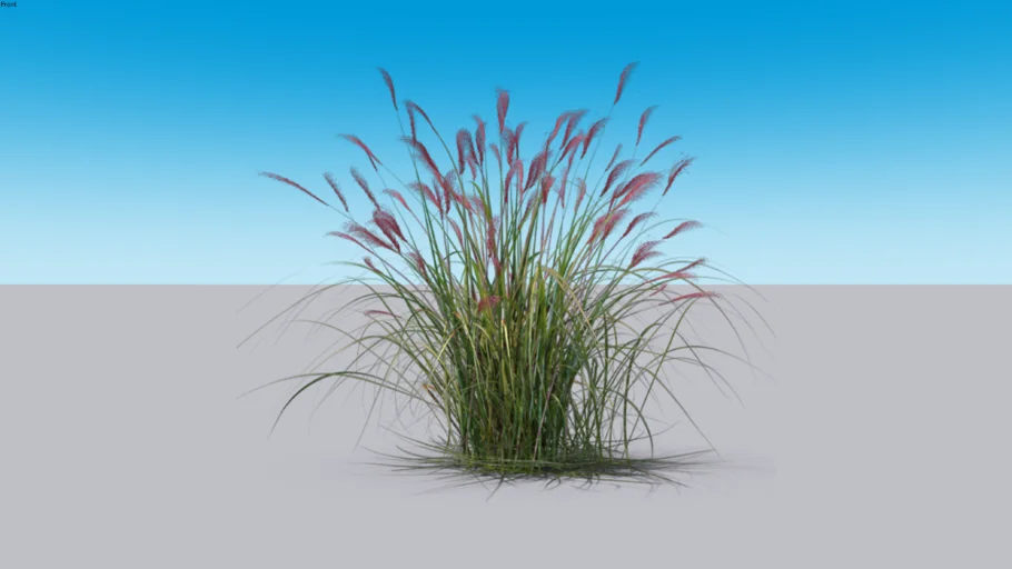 ornamental grass