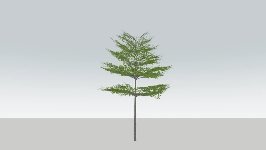 Terminalia