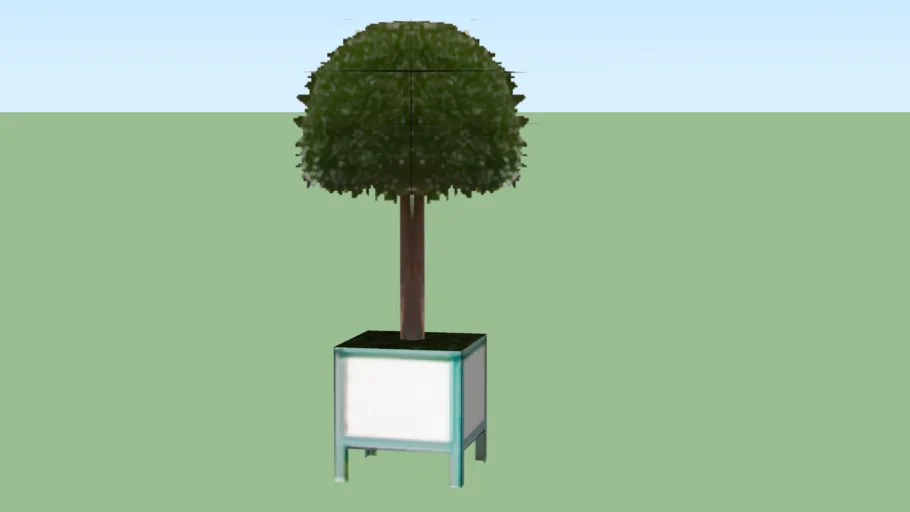 box tree in a pot
