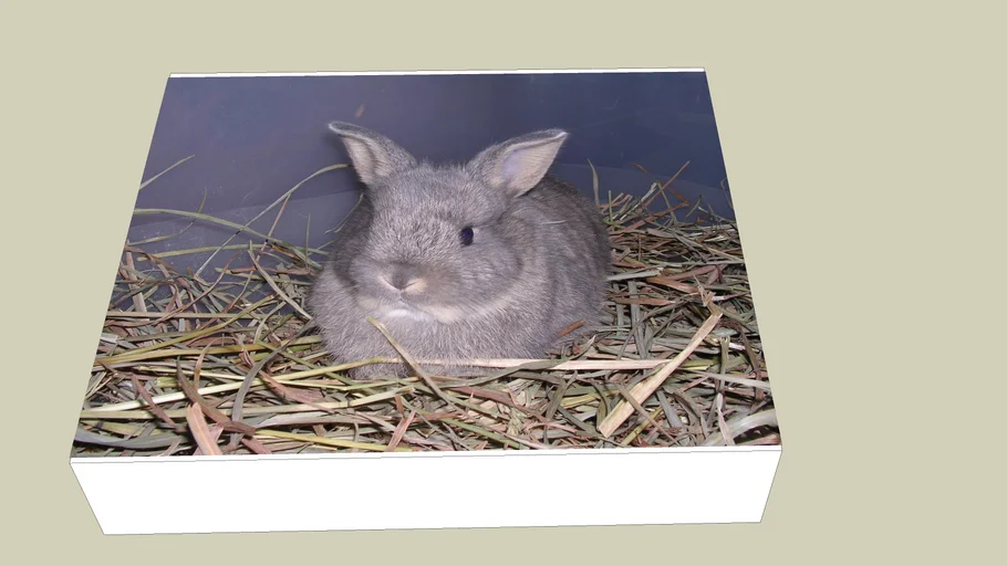 bunny | 3D Warehouse
